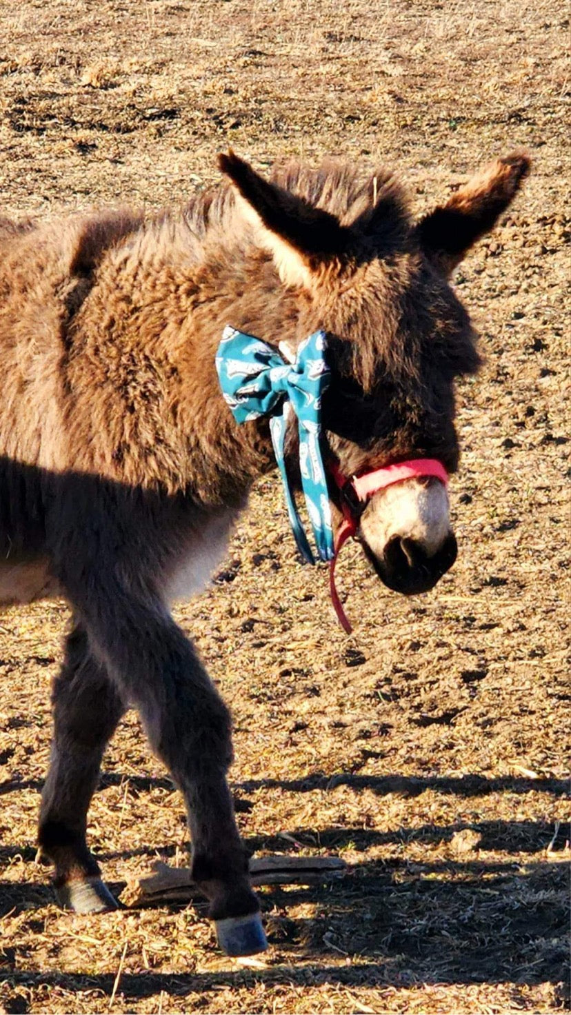 Gladys the donkey showing Eagles pride